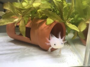 ウーパールーパーの隠れ家の選び方と快適な置き方ガイド