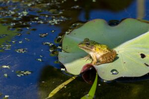 【動画】トノサマガエルの飼育方法は？鳴き声や毒性をおたまじゃくしから徹底解説！