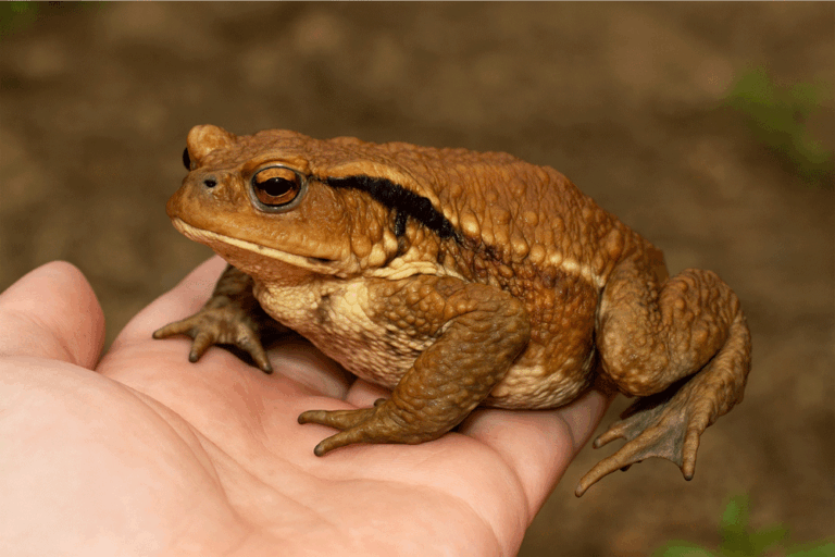 ナガレヒキガエルの飼育方法とは?渓流でひっそり暮らす臆病カエルの魅力に迫る!