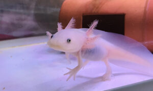 ウーパールーパーは魚なの？答えは両生類！特徴・見分け方・飼育前に知りたい基本をやさしく解説