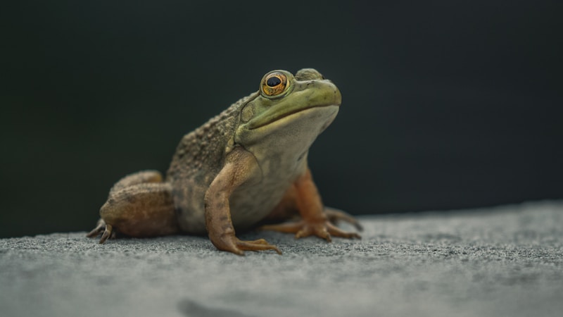 カエルのふんの見分け方とは？庭やベランダで見つけた排せつ物の特徴と対処法をやさしく解説