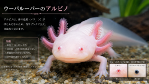 ウーパールーパーアルビノの魅力と飼い方ガイド｜特徴・値段・成長後までやさしく解説